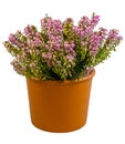 Isolated potted winter-flowering heather plant