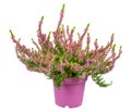 Isolated potted winter-flowering heather plant