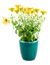 Isolated potted yellow Osteospermum flower