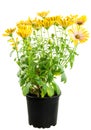 Isolated potted yellow Osteospermum flower Royalty Free Stock Photo