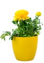 Isolated potted yellow Ranunculus flower Royalty Free Stock Photo