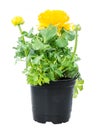 Isolated potted yellow Ranunculus flower Royalty Free Stock Photo