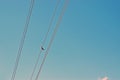 A isolated pretty little blue coloured bird sitting on the telephone cables