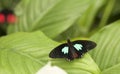 Isolated pretty peacockbutterfly on a leaf Royalty Free Stock Photo