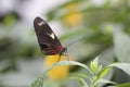 Isolated pretty peacockbutterfly on a leaf Royalty Free Stock Photo