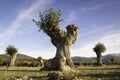 Isolated and pruned trees in Segovia and Madrid
