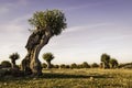 Isolated and pruned trees in Segovia and Madrid