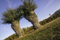 Isolated and pruned trees in Segovia and Madrid