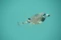Isolated Puffer Fish Swimming Under the Water Royalty Free Stock Photo