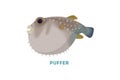 Isolated puffer fish. Royalty Free Stock Photo