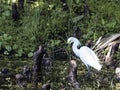 Portrait of a Snowy Egret in a Cypress Swamp Royalty Free Stock Photo