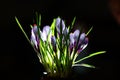 Isolated purple beutifull fresh flowers Royalty Free Stock Photo