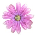 Isolated purple Cape Marguerite Daisy flower