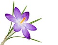 Isolated purple crocus flower blossom Royalty Free Stock Photo