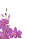 Isolated purple dendrobium orchid flower with buds spike and white background