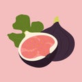 Isolated purple Figs with green leaf vector illustration.