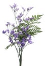 Isolated purple flower bouquet