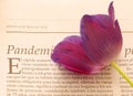 Isolated purple flower and coronavirus pandemic information