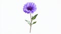 Single Purple Aster Flower Blossom Isolated on White Background - Studio Shot Royalty Free Stock Photo