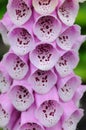 Isolated Purple Foxglove flowers closeup