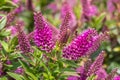 Isolated purple hebe speciosa flowers in bloom with blurred background