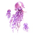 Isolated purple jellyfish watercolor illustration. Royalty Free Stock Photo