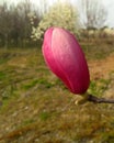 Isolated purple magnolia bud show its petals in spring Royalty Free Stock Photo