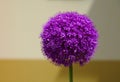 Isolated purple onion flower head closeup with beige and yellow soft background Royalty Free Stock Photo