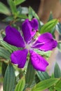 Isolated purple Tibouchina or princess flower or Brazilian spider flower