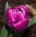 Isolated purple tulip blossom with rain drops and leaves, outdoor color macro portrait of a single bloom Royalty Free Stock Photo