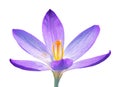 Isolated purpoe crocus flower blossom Royalty Free Stock Photo