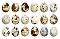 Isolated quail eggs. Big collection of quail eggs isolated on white background with clipping path Royalty Free Stock Photo