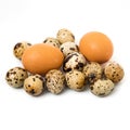 Isolated quail eggs in white background