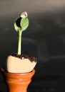 Seed stuck on top of sprout of squash plant