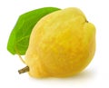 Isolated quince fruit Royalty Free Stock Photo