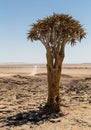 Isolated Quiver tree, Aloe Dichotoma Royalty Free Stock Photo