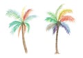 isolated rainbow coconut tree watercolor illustration, nature plant on white