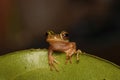 isolated rare brown green frog on a leaf, from front view with black background Royalty Free Stock Photo