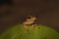 isolated rare brown green frog on a leaf, from front view with black background Royalty Free Stock Photo