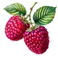 Isolated Raspberries Raspberry Illustration on Transparent Background, Summer Fruit Royalty Free Stock Photo