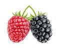 Isolated raspberry and blackberry Royalty Free Stock Photo