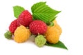 Isolated raspberry. Yellow and red raspberries with leaves isolated on white background Royalty Free Stock Photo