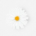 Isolated realistic chamomile. Yellow daisy