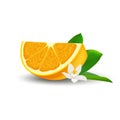 Isolated realistic colored slice of juicy orange with green leaf, white flower and shadow on white background. Royalty Free Stock Photo