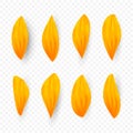 Isolated realistic sunflower petals. Vector illustration