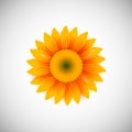 Isolated realistic sunflower plant