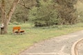 Isolated red bench in the park near an asphalt road Germany, Europe Royalty Free Stock Photo