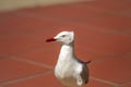 Isolated red billed sea gull Royalty Free Stock Photo