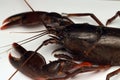 Isolated red blackish Freshwater Shrimp From Indonesian new guinea