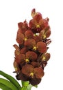 Isolated Red-brown Orchid flower- Vanda